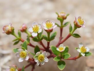 Boswellia Salve RA pain relief